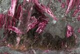 Vibrant, Magenta Erythrite Crystals - Morocco #93601-1